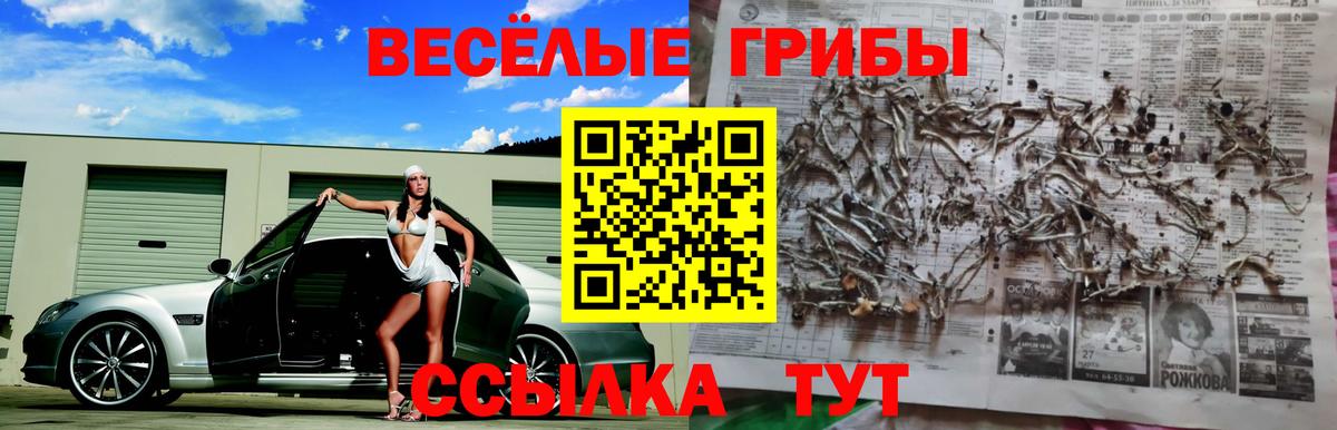 Псилоцибиновые грибы прущие грибы  Боровичи 